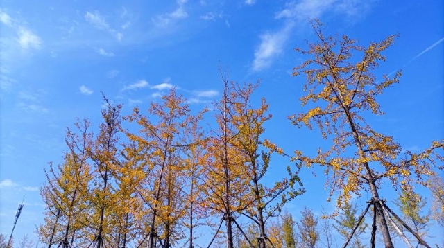 ?多彩的秋天，繽紛的秋葉