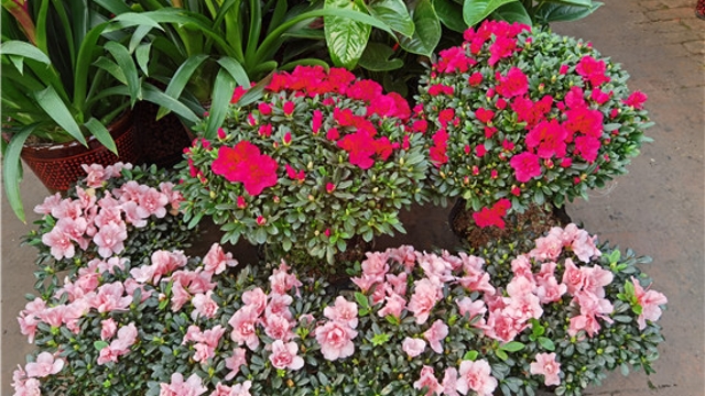 火紅年宵花，美麗過新年