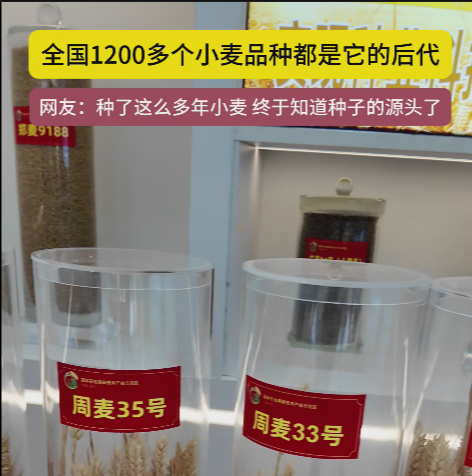 周口國家農(nóng)高區(qū)展示的種子資源，全國1200多個(gè)小麥品種都是它的后代!
